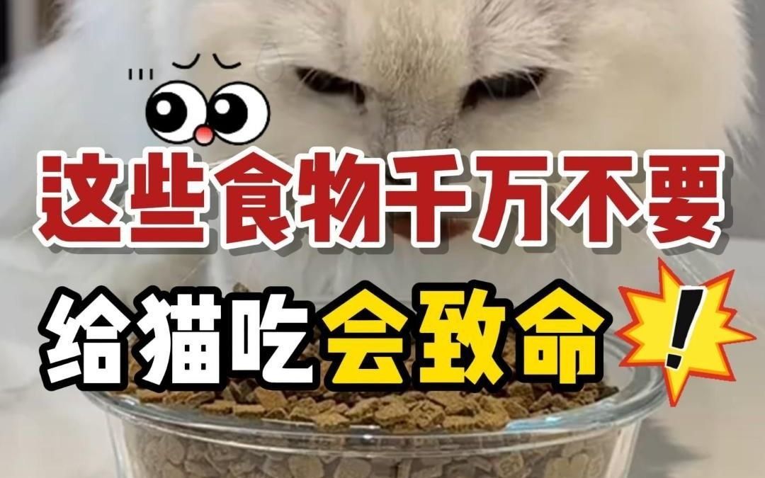 养猫禁忌!坚决不能给猫吃这些致命食物!哔哩哔哩bilibili