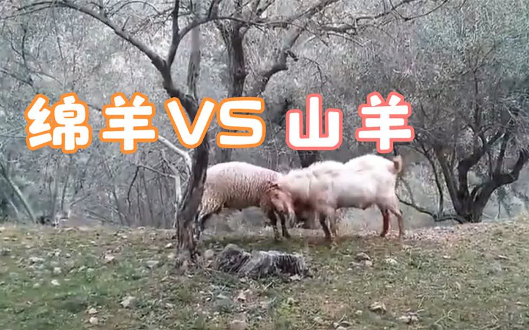 迦南诗歌山羊与绵羊图片