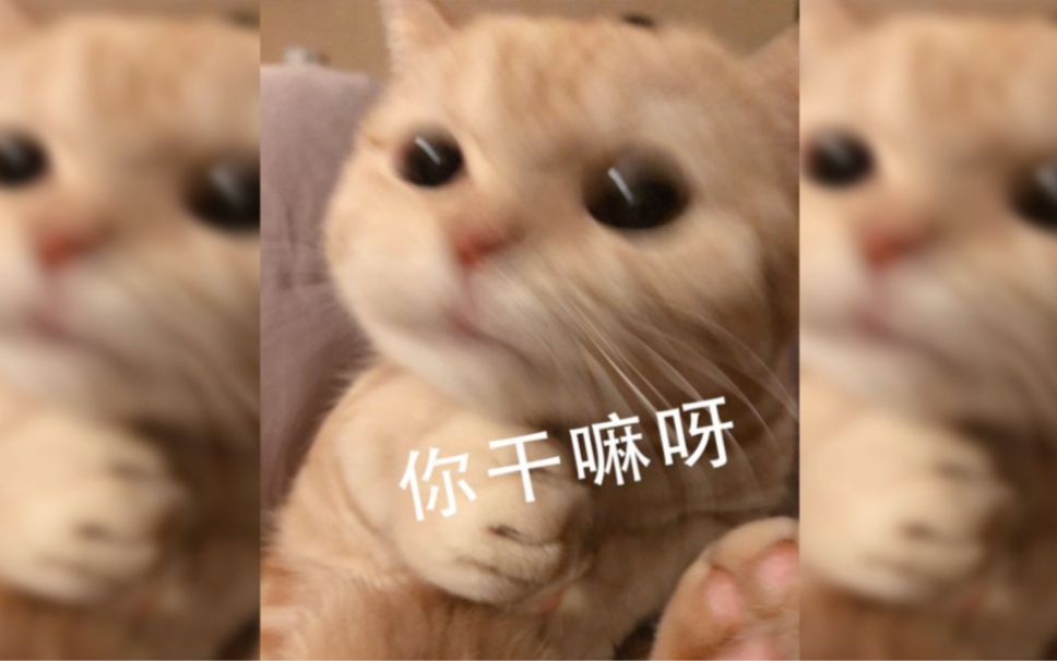 你干嘛呀!哔哩哔哩bilibili