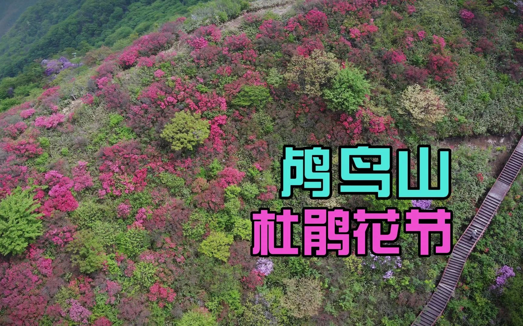 野生杜鹃花真的太美了,我们去鸬鸟山看花吧哔哩哔哩bilibili