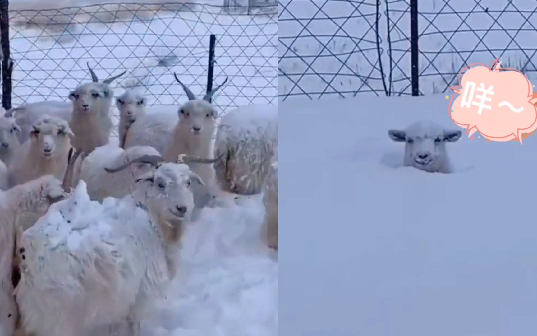 [图]羊群大雪中抱团取暖，一只羊独自在雪中淡定咀嚼，网友：一羊蹲错