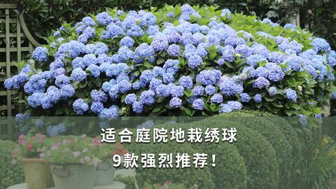 绣球地栽试验 2 开花性超棒的 水天一色 佳澄 星花火 哔哩哔哩 Bilibili