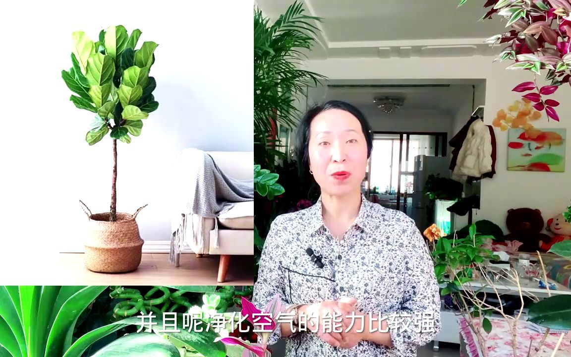 大叶植物有哪些?哔哩哔哩bilibili