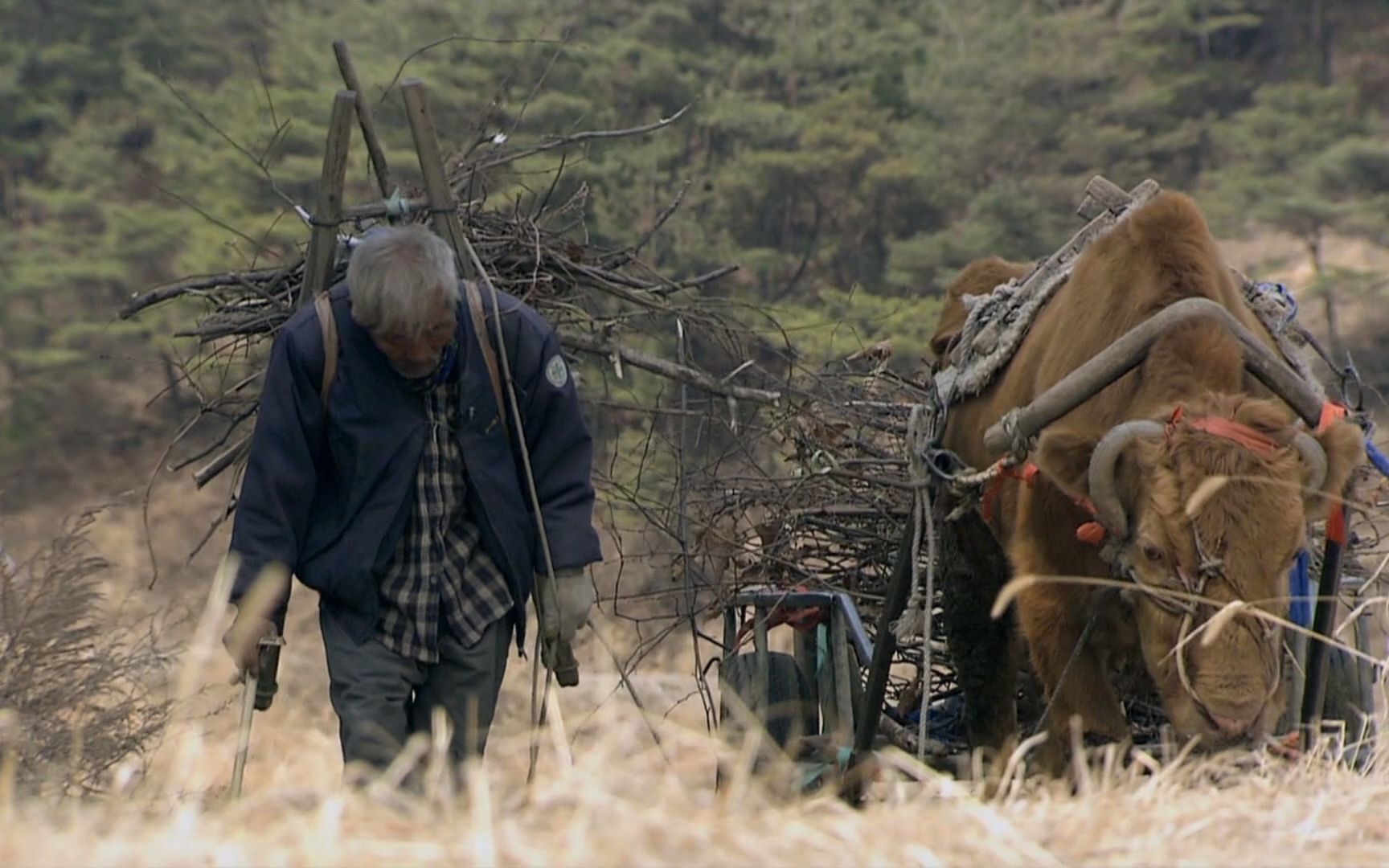 活动  老人与牛相伴40年,感情早已超越爱情和亲情,牛死时哭成泪人!