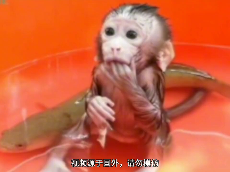 猴宝和鱼一起洗澡