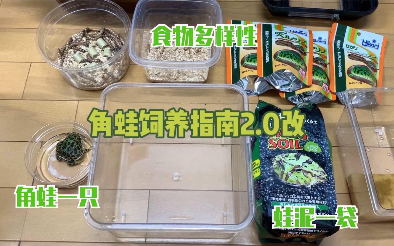 【L桑】干货!角蛙饲养指南2.0改版,想要养角蛙的同学可以进来看看指南哔哩哔哩bilibili