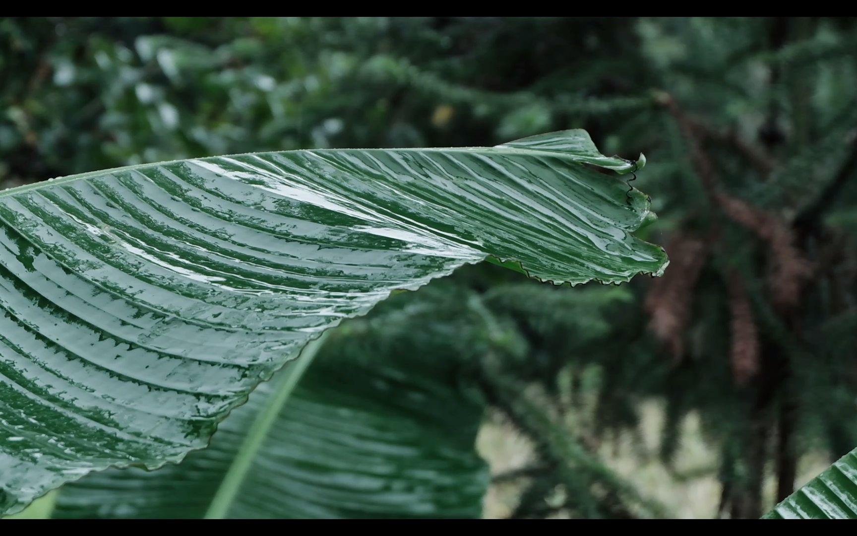 [图]雨落芭蕉