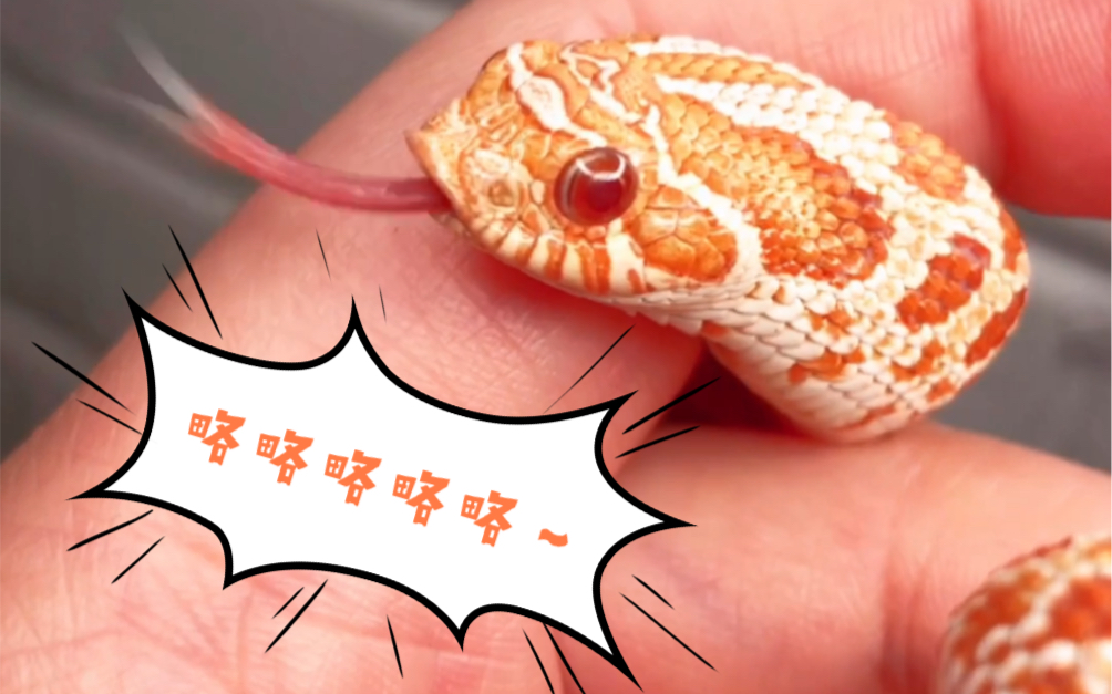 【猪鼻蛇】{橘红白化}可爱小猪鼻蛇盘手指头日常,蹭蹭盘盘好亲人