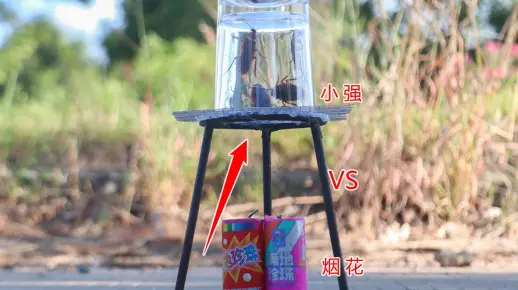 实验：用“满地珍珠烟花”喷射“小强”，会有什么样的反应呢？