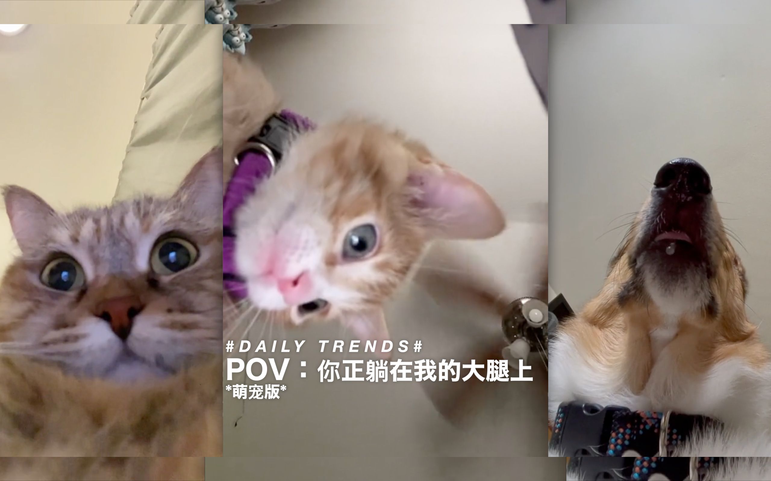 [图]POV：你正躺在我的大腿上 *萌宠版*