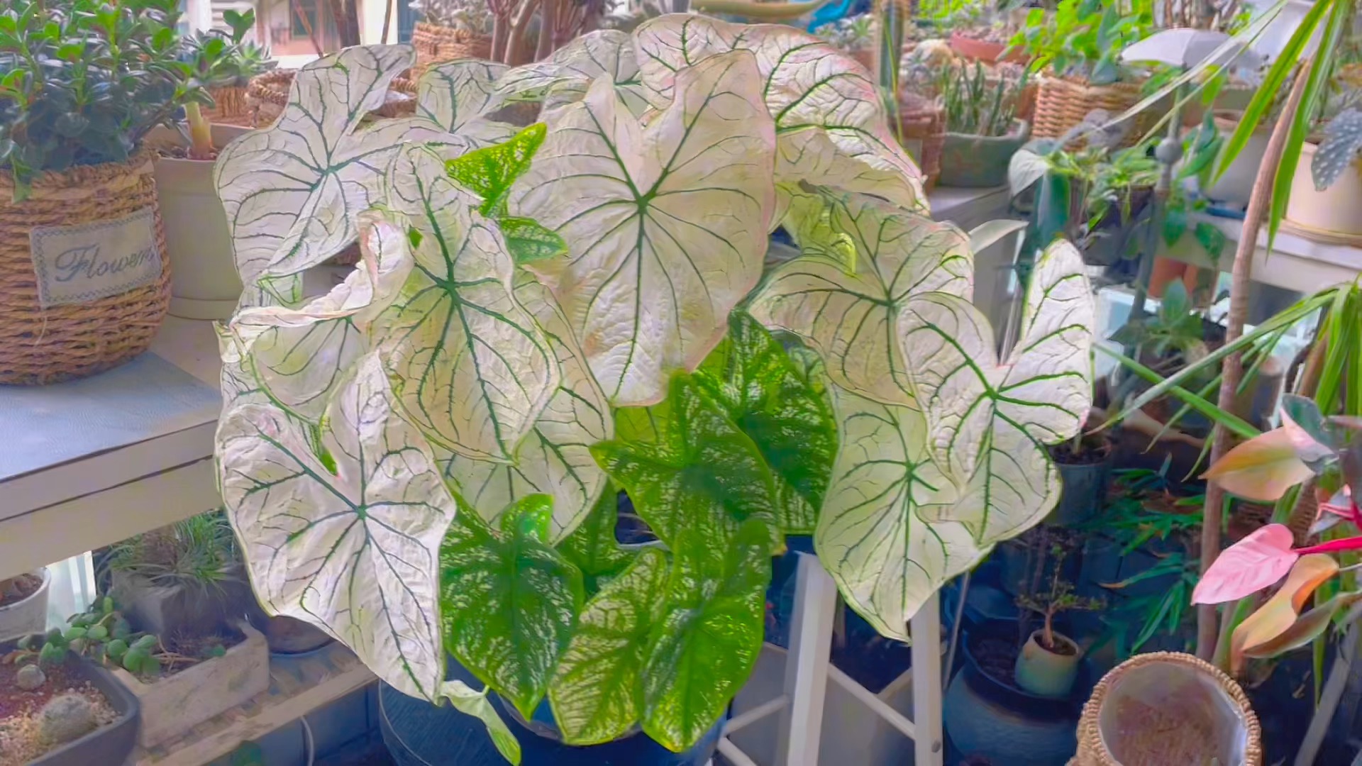 白色恋人彩叶芋长蛮好看的