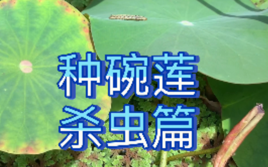 【莲仔】种碗莲,杀虫篇(碗莲荷花新手对蚜虫、蚊子幼虫、红线虫、小黑飞、青虫处理)哔哩哔哩bilibili