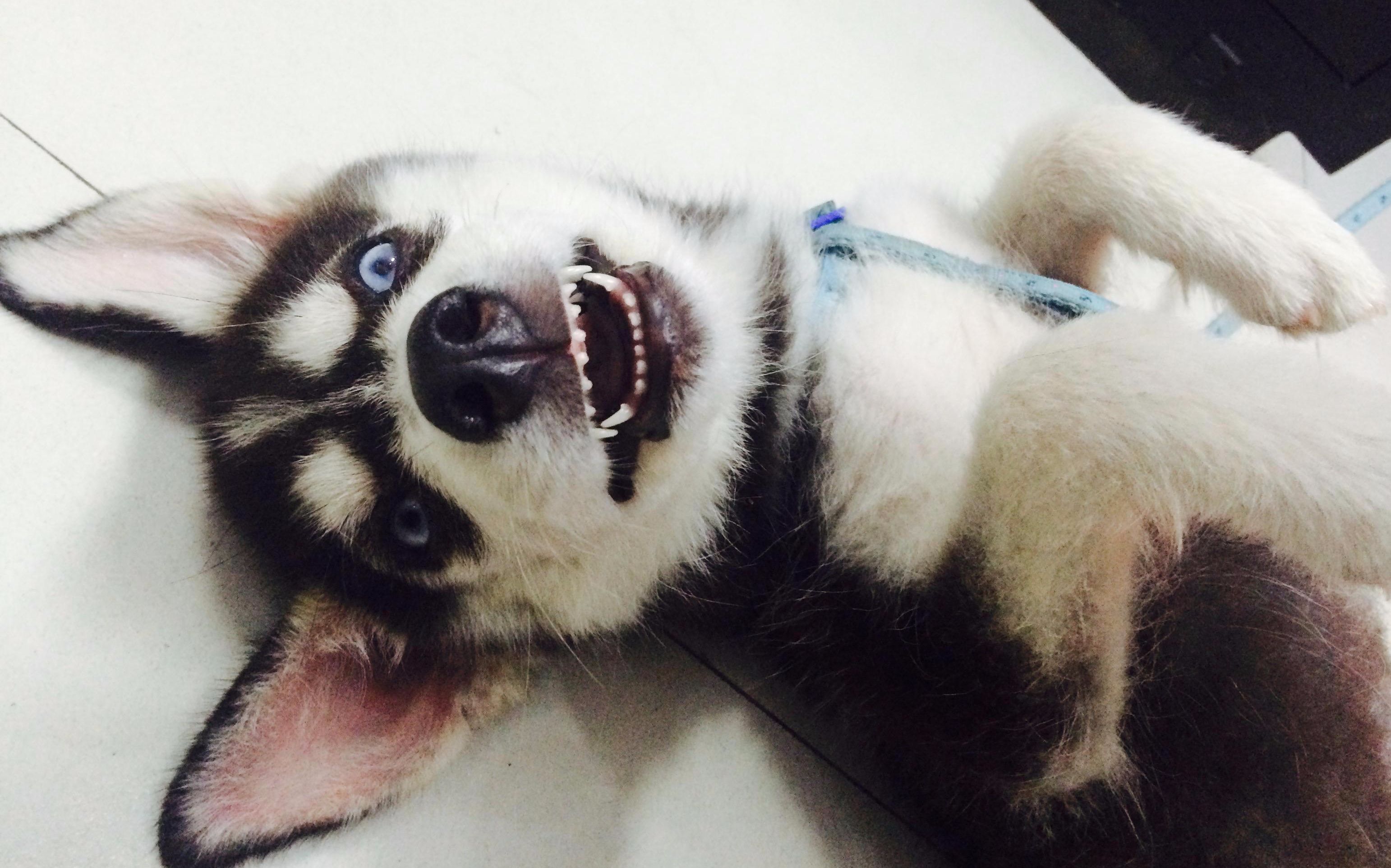 主人骗二哈它儿子被卖了,狗狗瞬间崩溃,最后一个举动感动主人