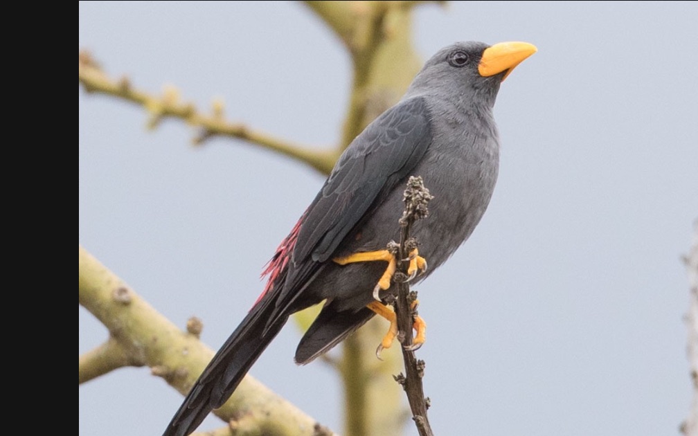 生活在印尼蘇拉威西的雀嘴八哥9794