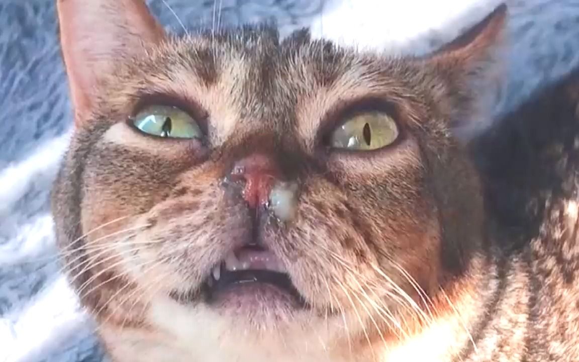 还记得这只会舔空气,冒鼻涕泡的傻猫吗.