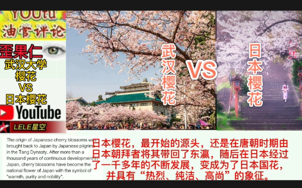 youtube热评武汉樱花VS日本樱花,歪果仁称道:还是大唐盛世,日本朝拜者带回国种植繁衍,变成日本樱花.哔哩哔哩bilibili