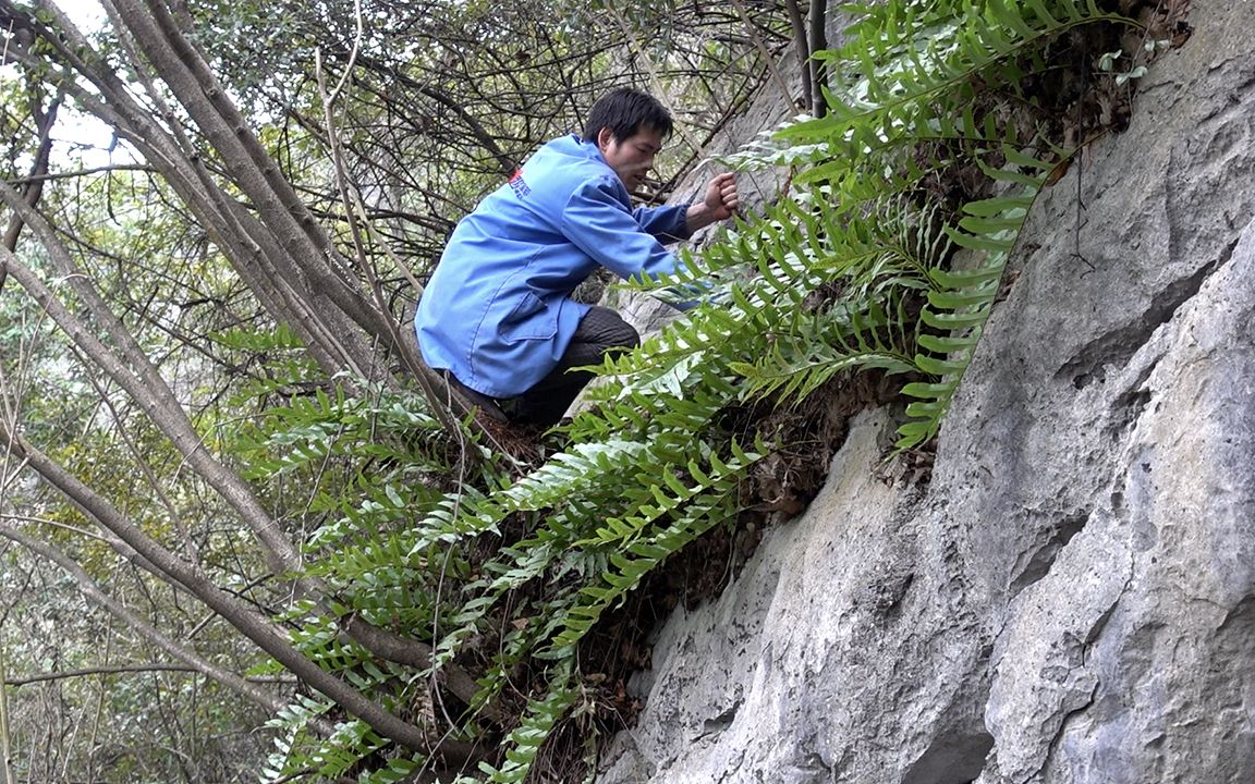 农村山里的草药,长在崖壁上,采摘比较困难