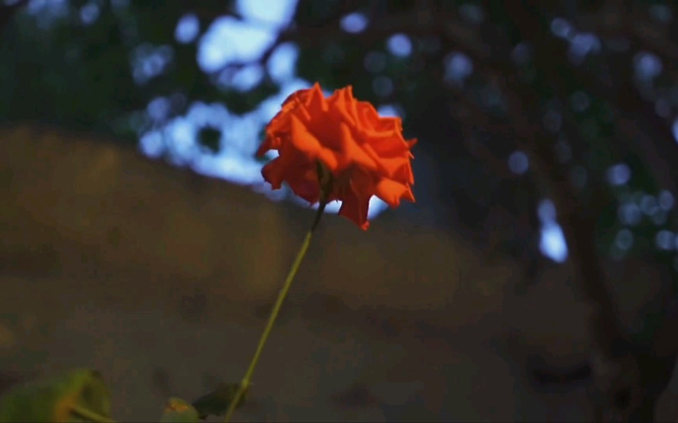 [图]"花应该自由热烈地盛开，保护花的方式是让花盛开"