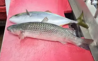 鰤鱼 哔哩哔哩 Bilibili