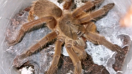 海南产广西缨毛蛛的几次连续捕食