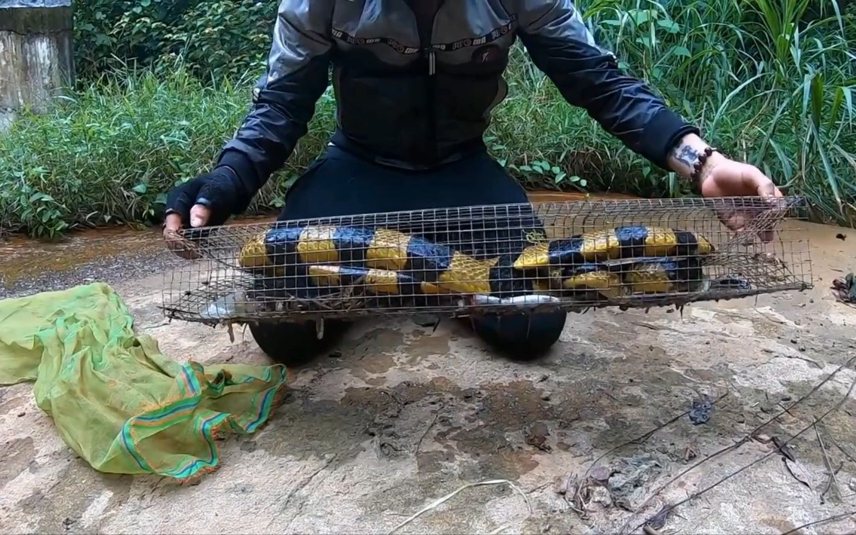 捕蛇.记录被打破了,抓到巨毒蛇