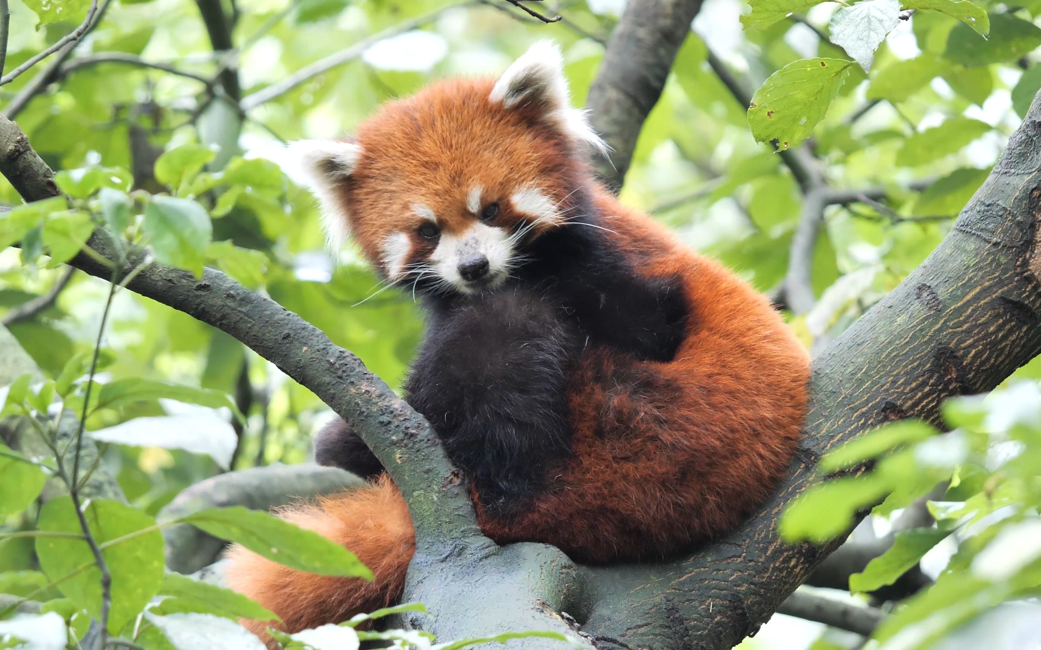 山谷中的悠闲,小毛团子要睡觉【小熊猫】成都都江堰熊猫谷哔哩哔哩bilibili