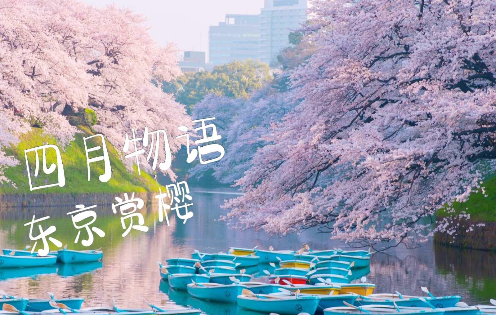 高清漫步日本东京四月樱花季千鸟渊赏樱