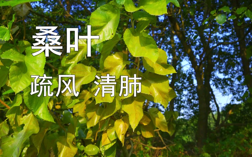 [图]【桑叶】注意：打霜后的桑叶，值钱！