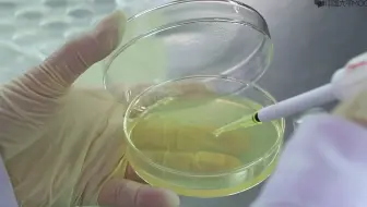 微生物实验-涂布平板