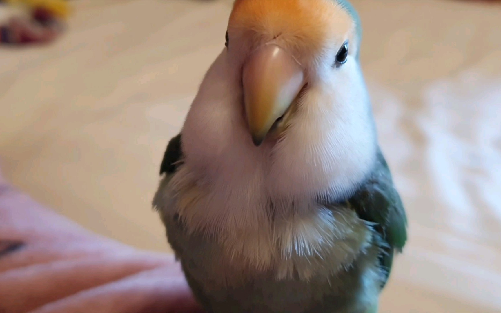 跟着转来转去,但是又不说话!(牡丹鹦鹉青崽)