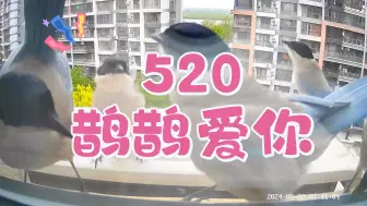 Video herunterladen: 灰喜鹊：520，干饭声中显情意