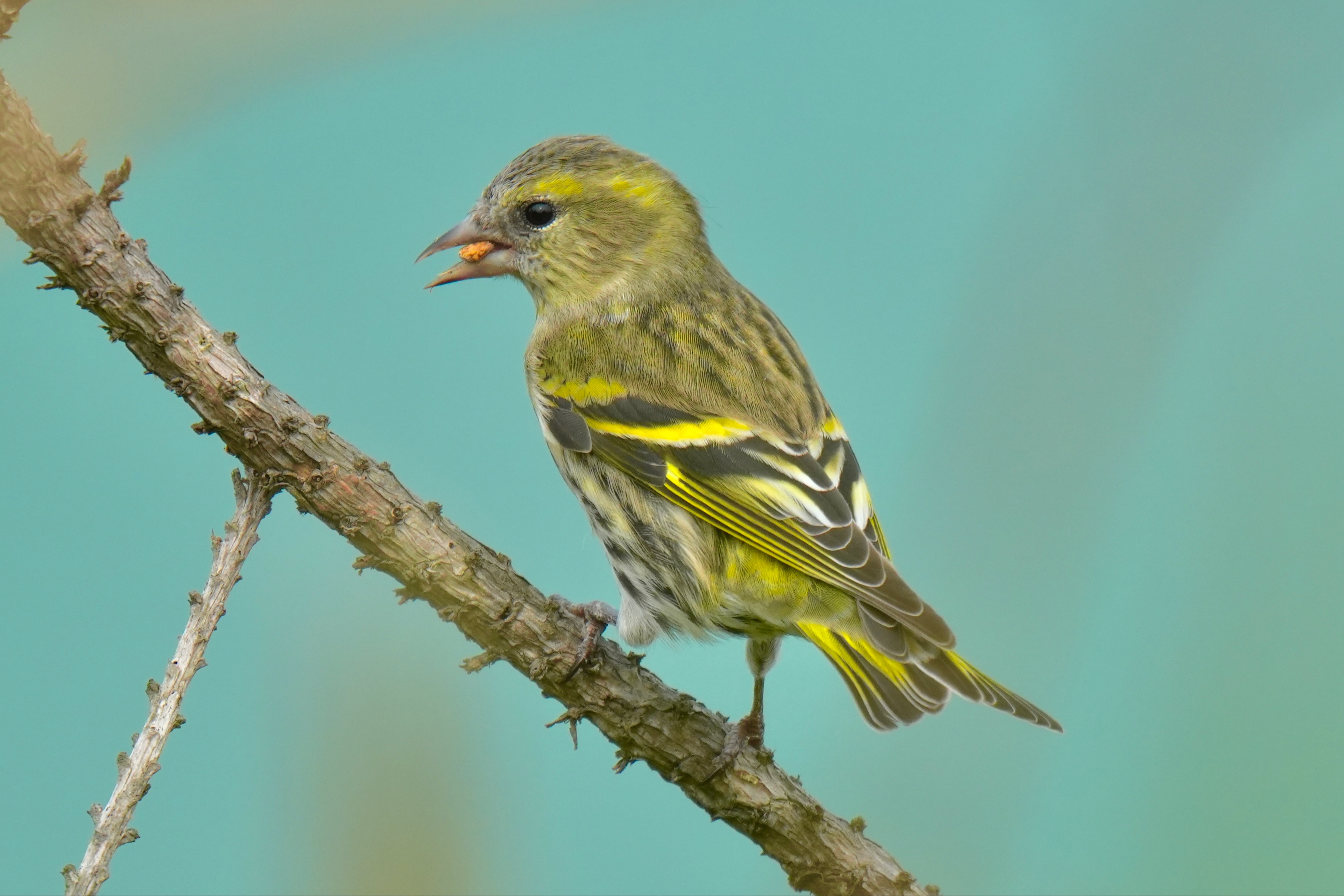 发现一棵黄雀树 树上挂满了黄雀果实