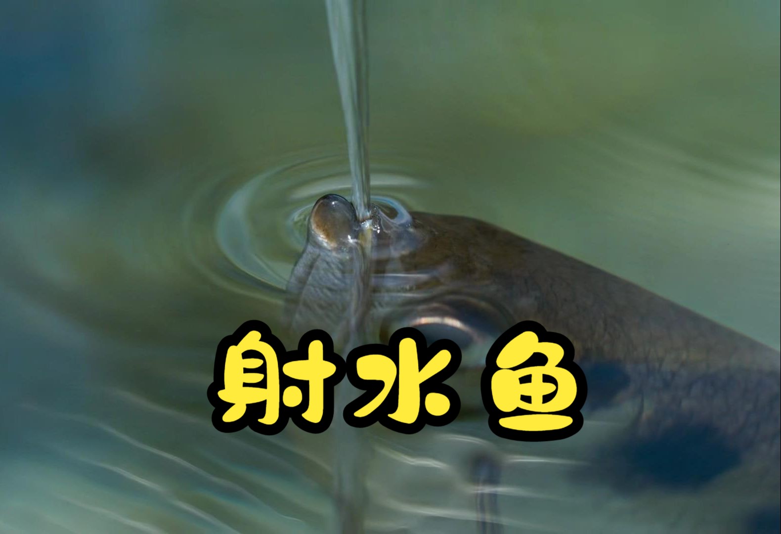 射水鱼:练习两年半的鱼族小喷子