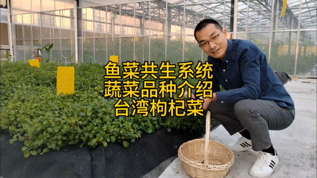 来自宝岛台湾的药食同源类养生蔬菜,台湾枸杞菜.