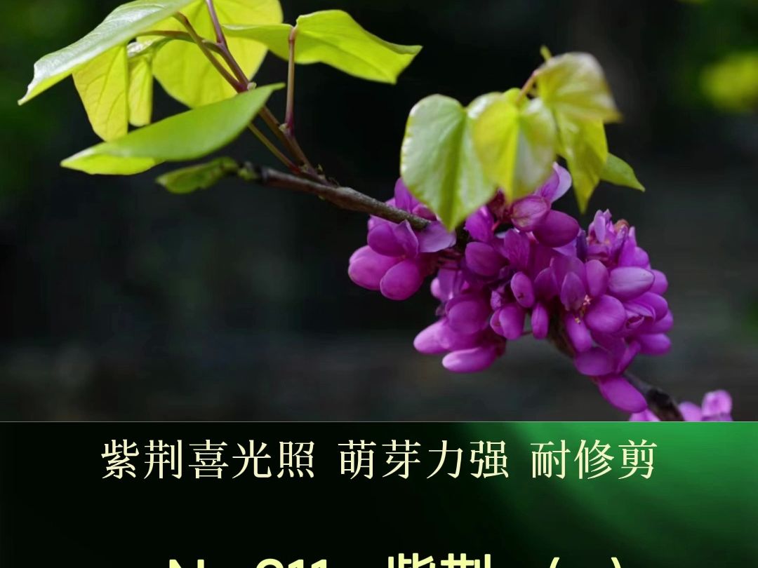 紫荆,俗称“满条红”,它简直是同体量植物中的花量王者.3、4月间,玫红的花朵缀满枝条.哔哩哔哩bilibili