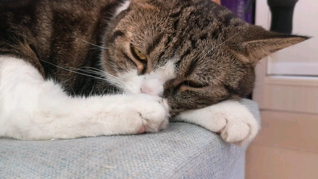 一脸不爽猫(27ω27)