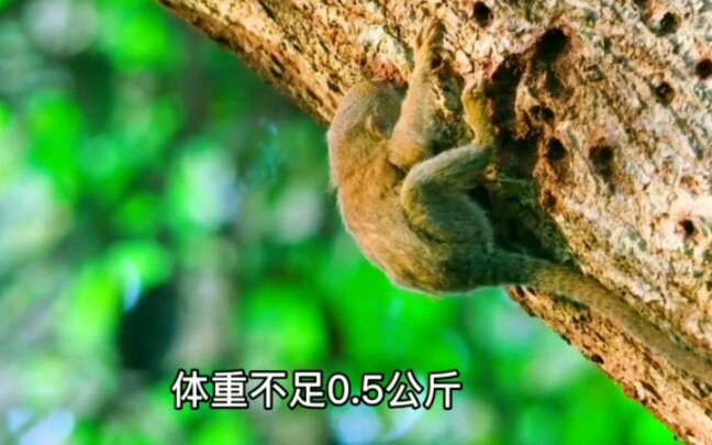 世界最小灵长类动物侏儒狨猴哔哩哔哩bilibili