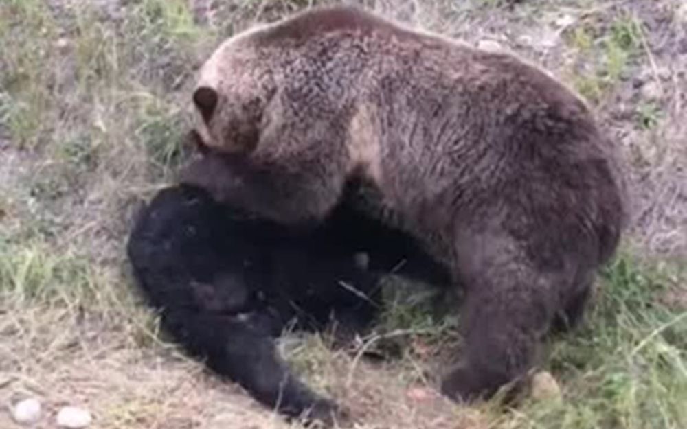 [图]棕熊杀死黑熊，很罕见！