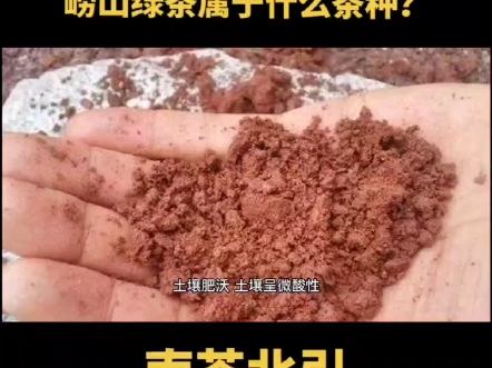 崂山绿茶属于什么茶叶品种?哔哩哔哩bilibili