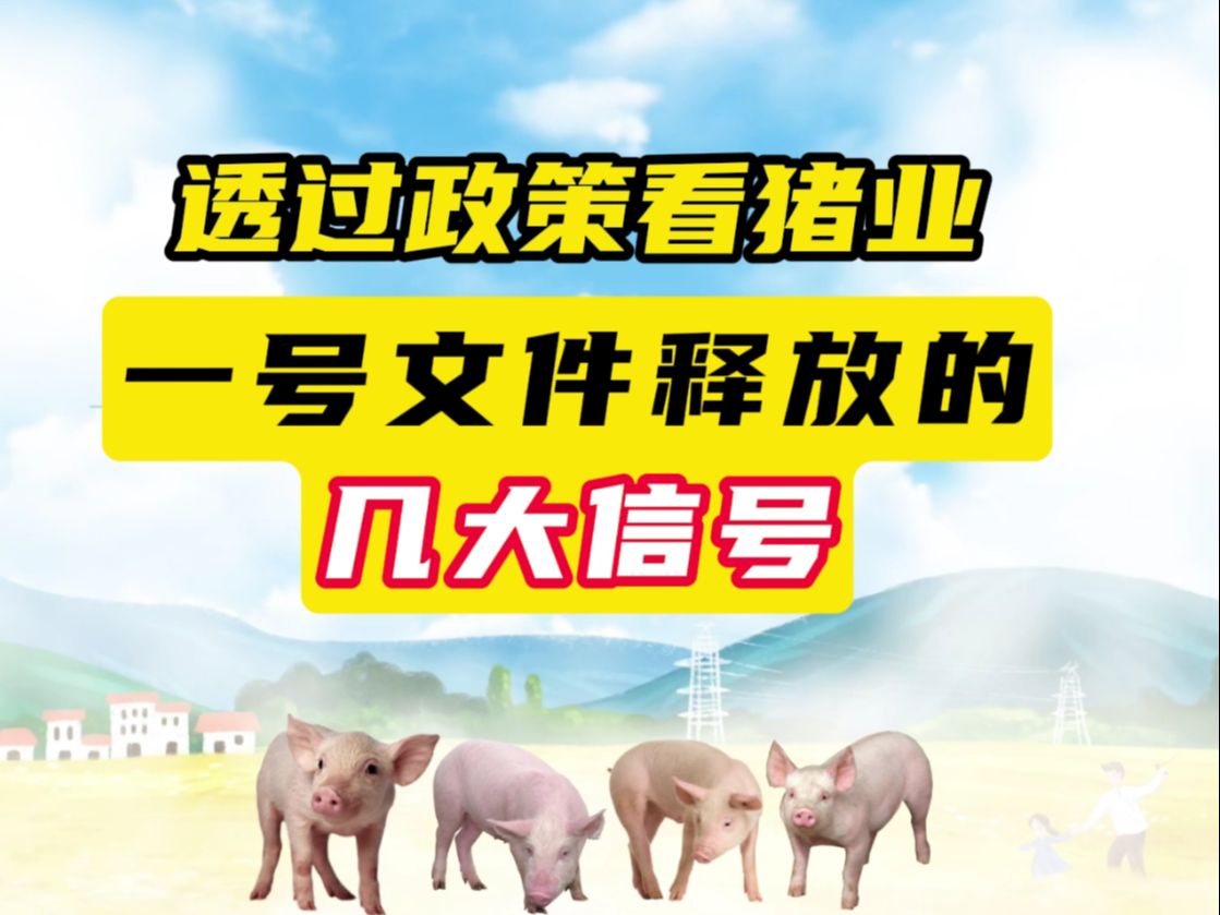 未来能繁母猪或减到3800万头?集团场和家庭农场如何发展?哔哩哔哩bilibili