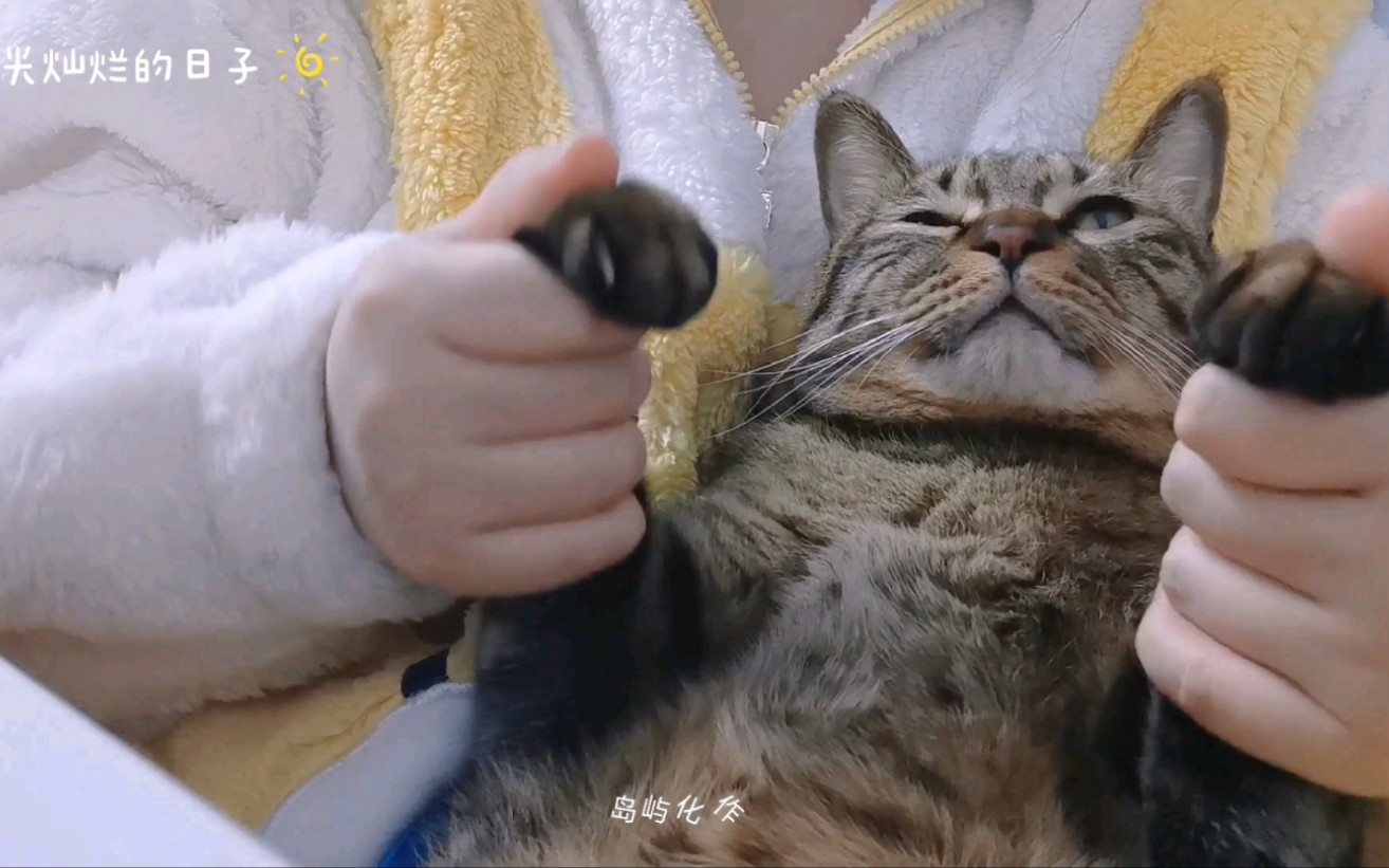 [图]猫 猫 被 迫 营 业