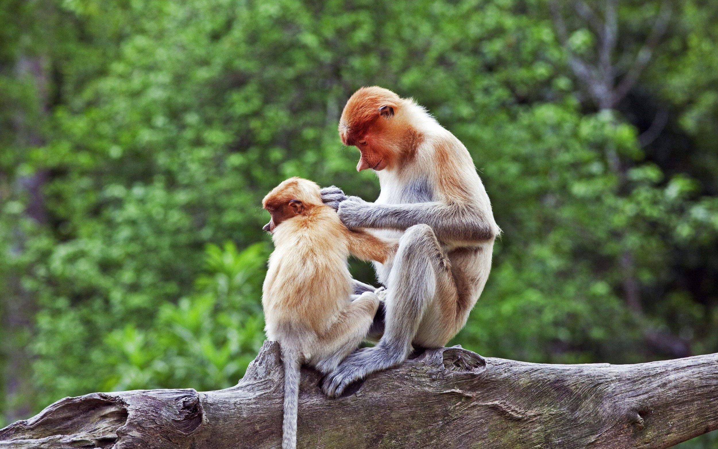 世界上最丑的动物长鼻猴