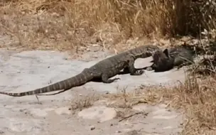 下载视频: 好！饰纹巨蜥捕食澳洲野猫