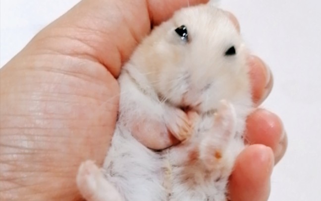 仓鼠布丁丁丁最近状态有点呆呆的可能是老了的关系