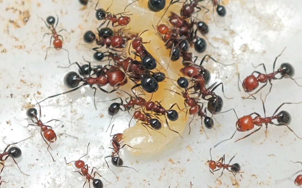 红胸收获蚁/小收获蚁,吃虾肉