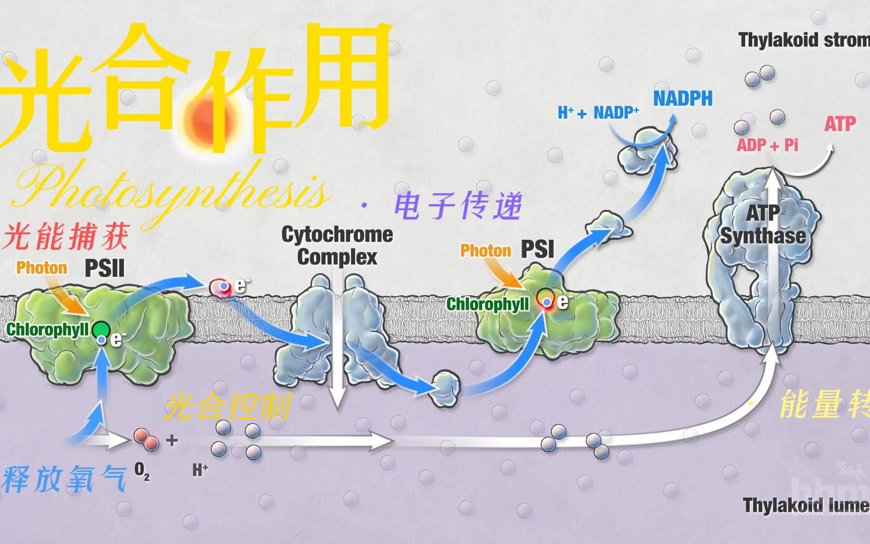 [图][HHMI BioInteractive教学视频]光合作用 Photosynthesis 中文字幕