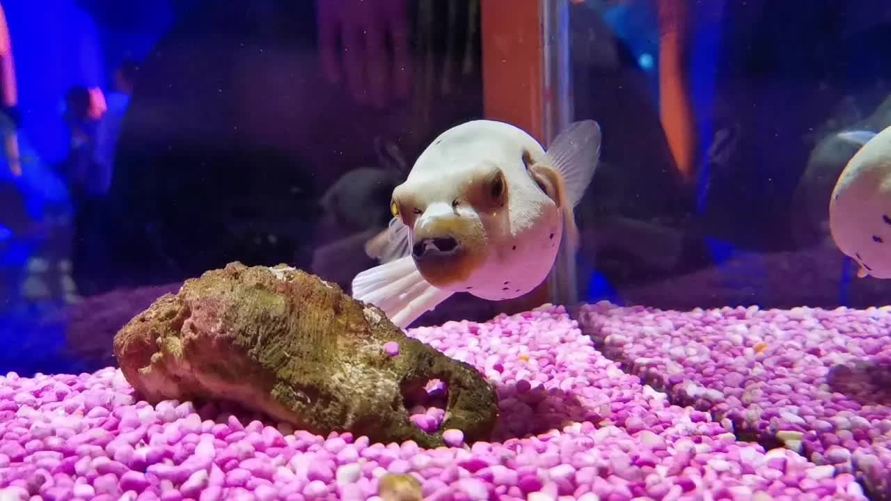海洋馆中的金牛座鱼,感觉有被蠢萌到