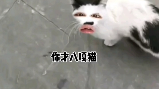 [图]八嘎猫3