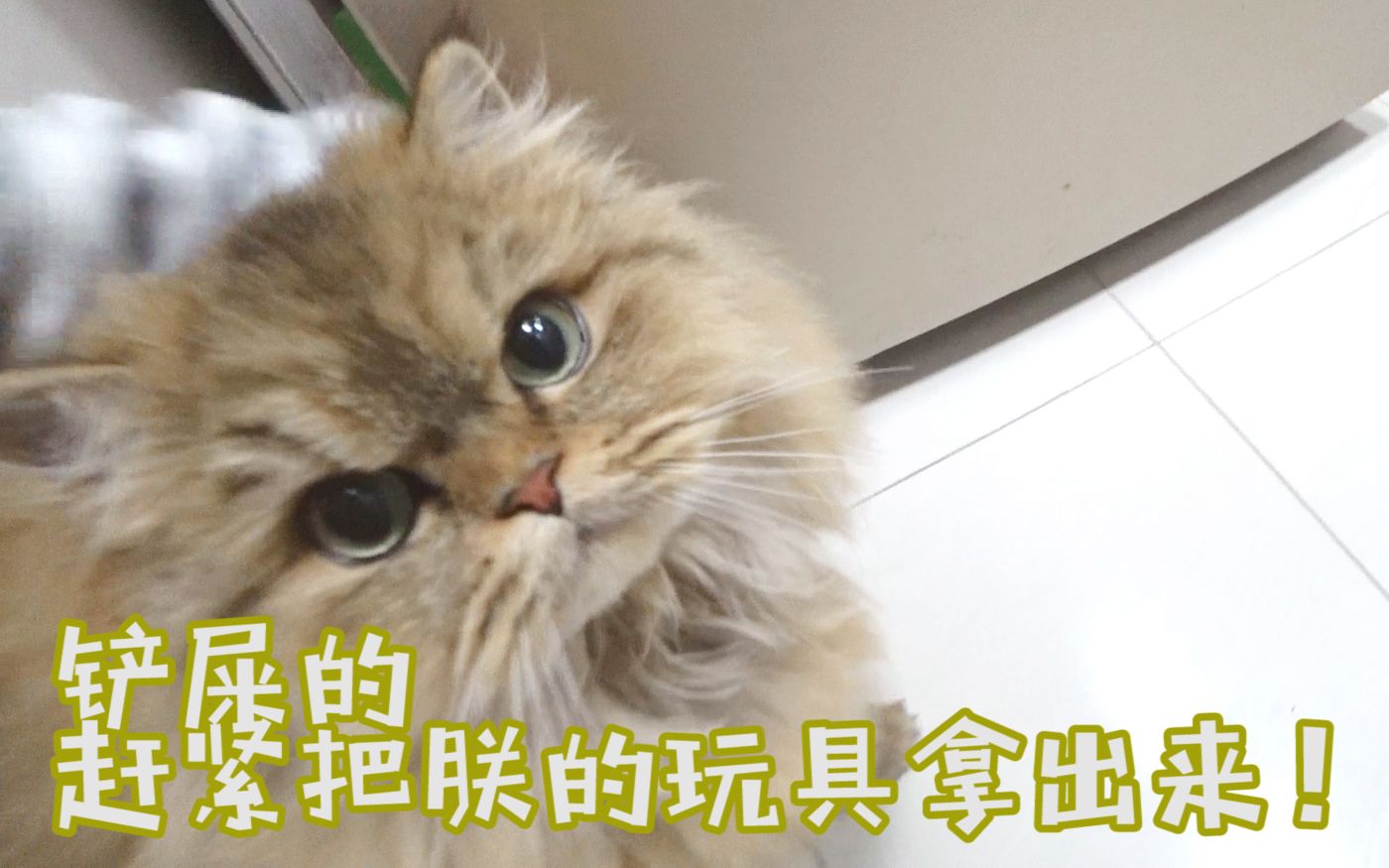 小短手够不到 “铲屎的看什么看,快给朕找玩具!”-suumo-suumo-哔哩哔哩视频
