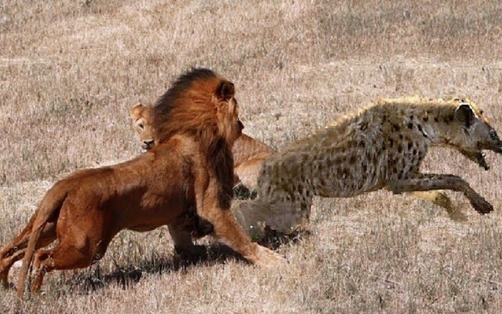 狮子对最野性的鬣狗,场面激烈,鬣狗直接被咬死